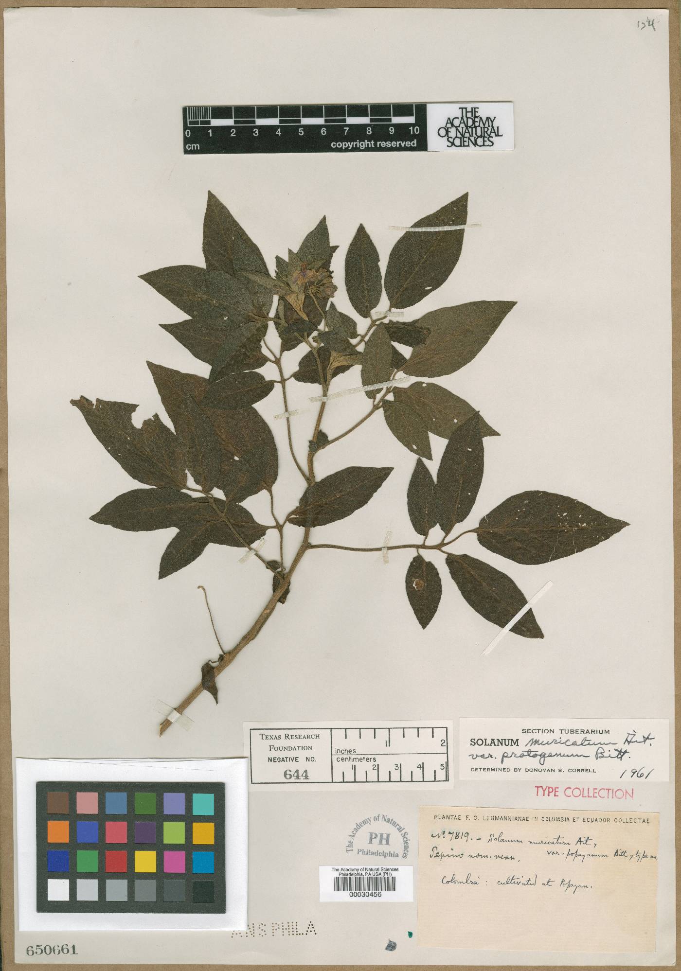 Solanum muricatum var. popayanum image