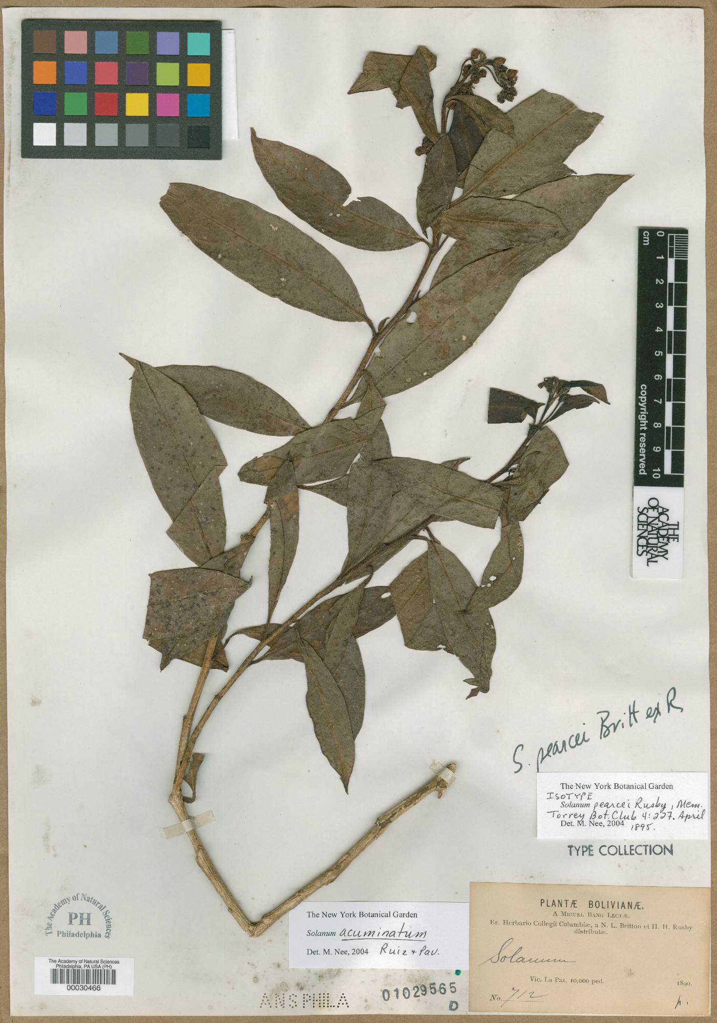 Solanum acuminatum image