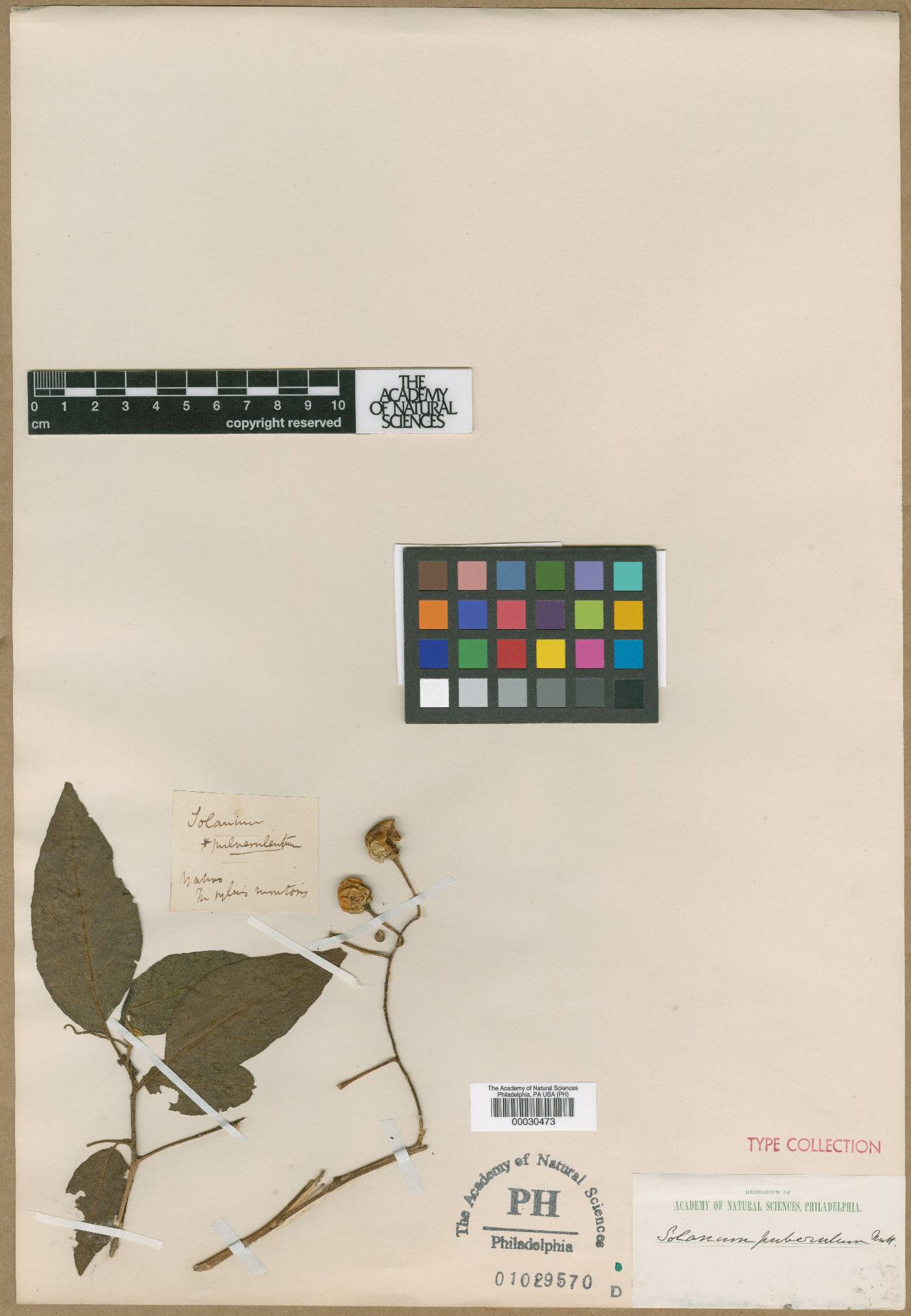 Solanum pulverulentum image