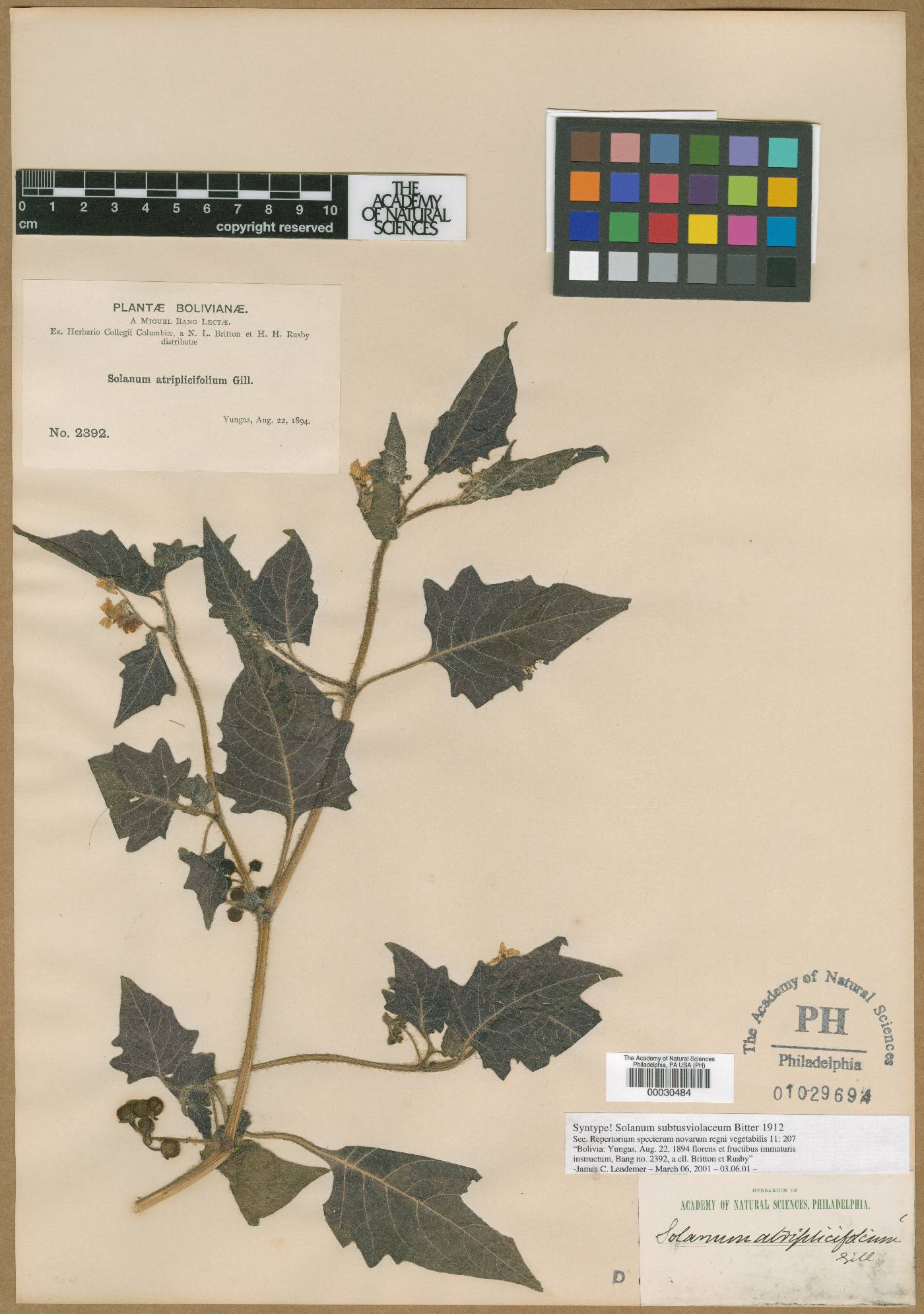 Solanum pallidum image