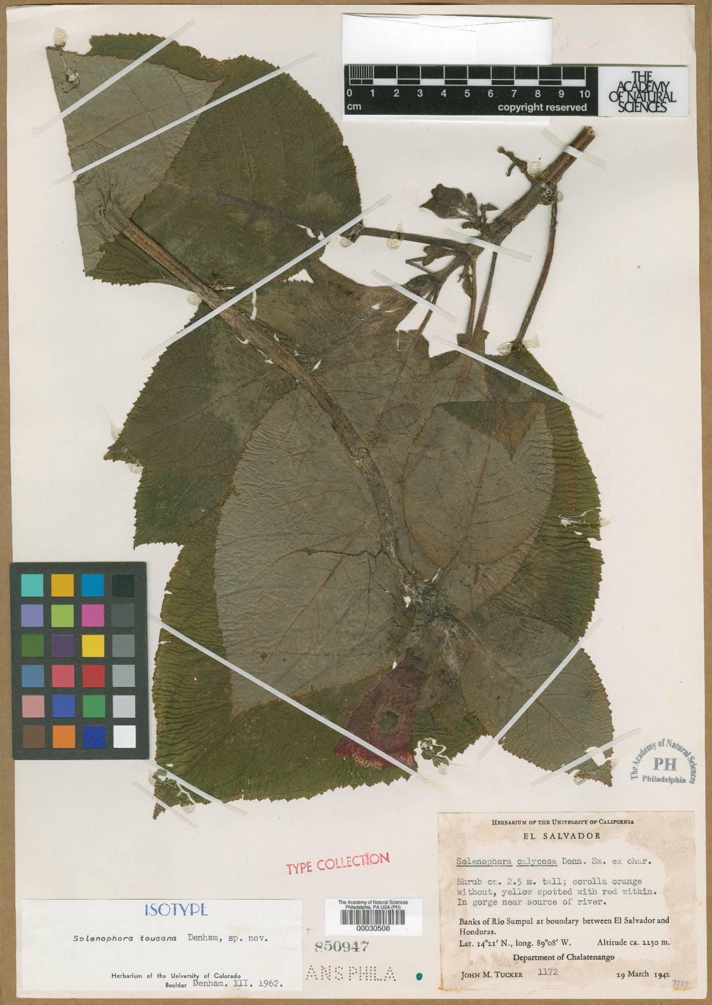 Solenophora toucana image