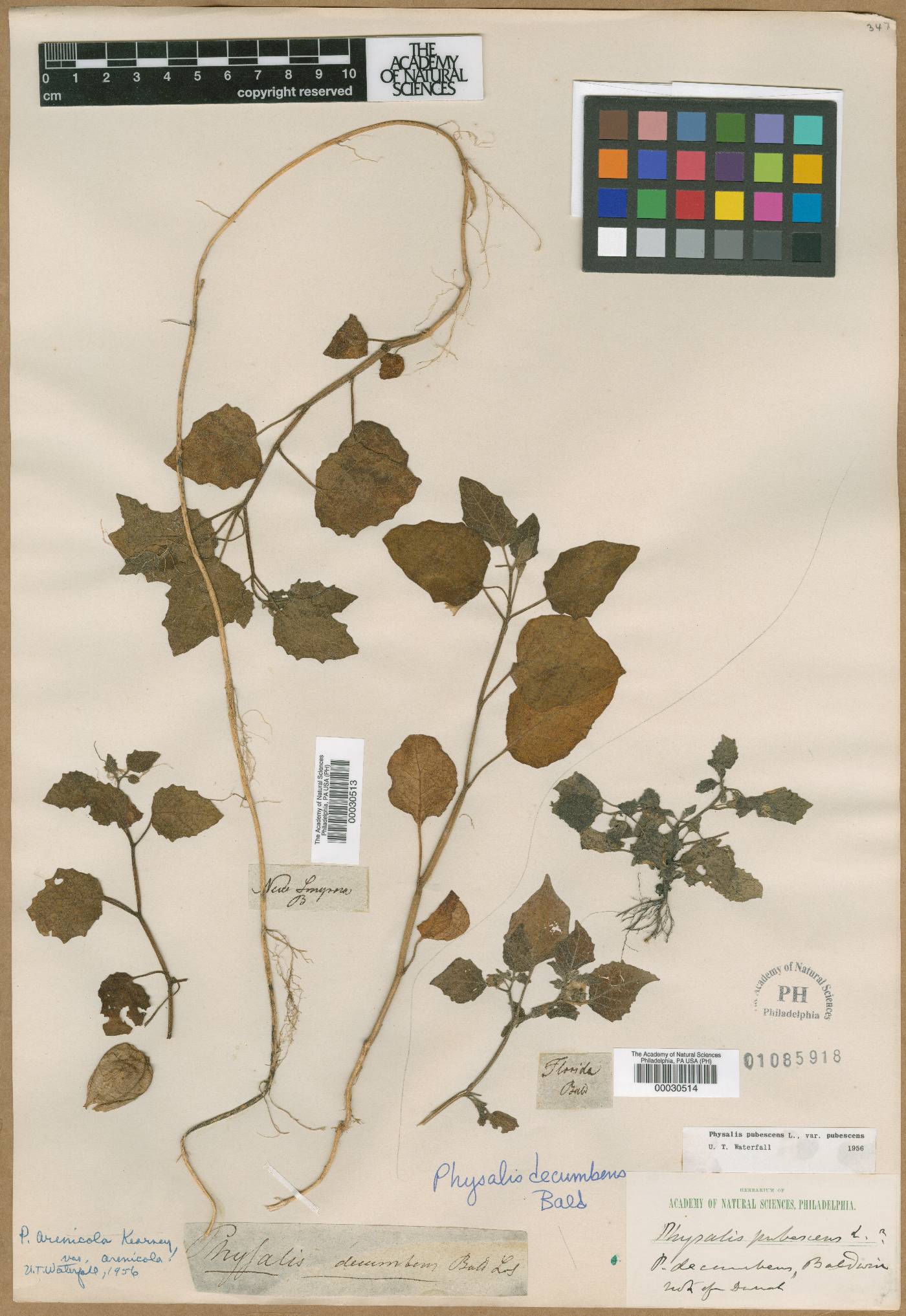 Physalis decumbens image