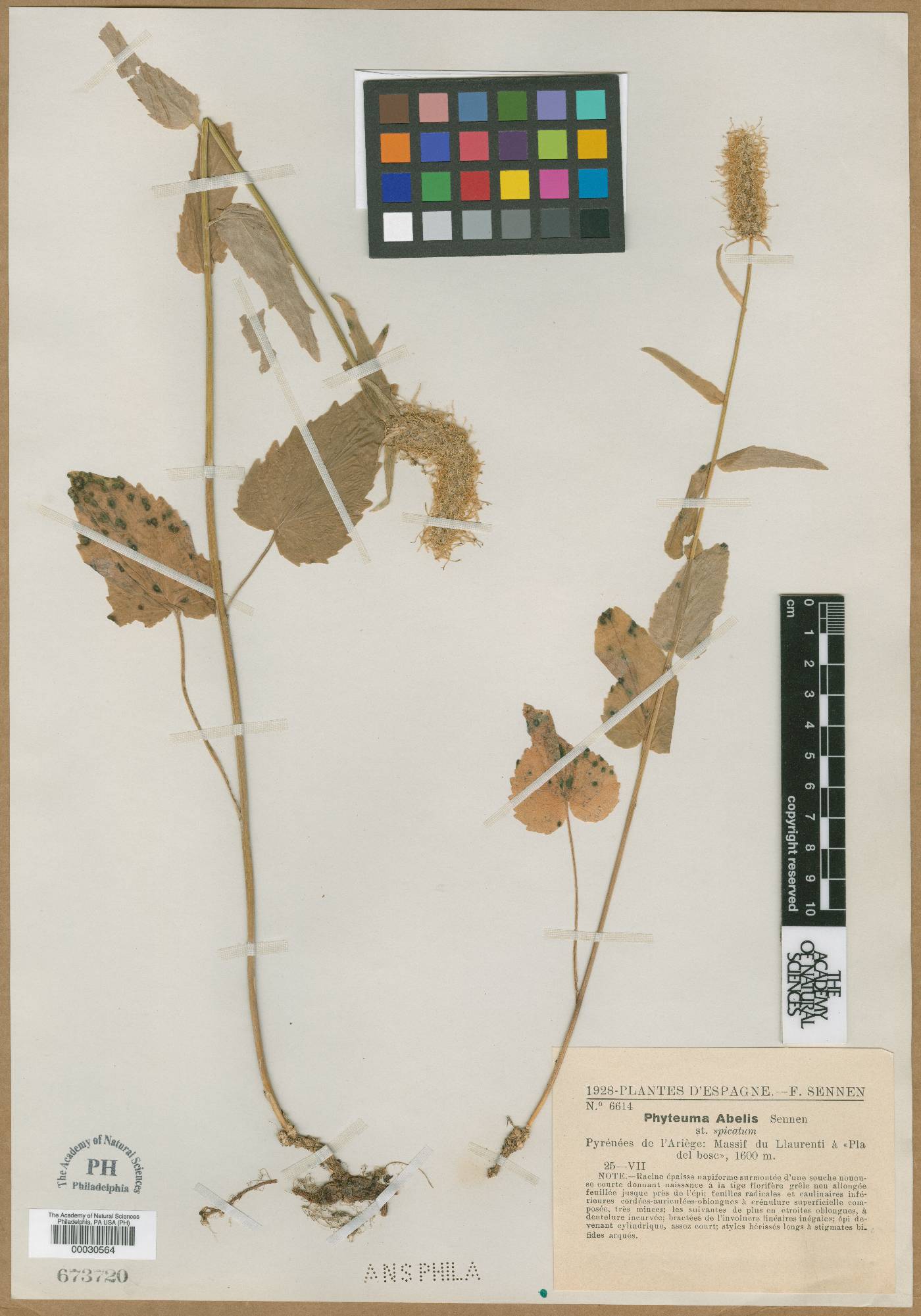 Phyteuma spicatum image