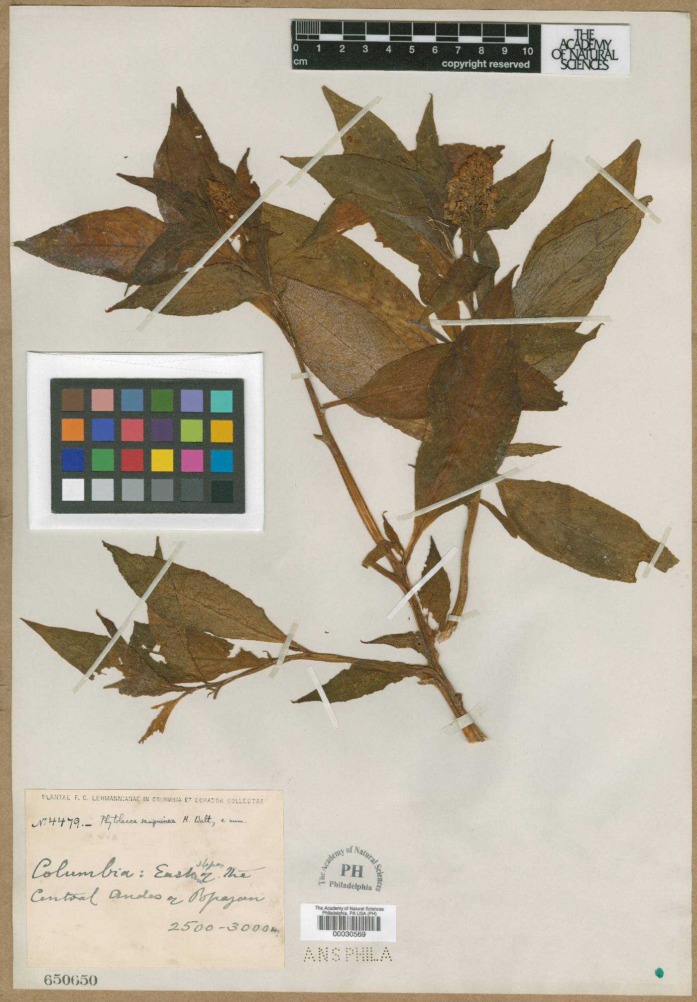 Phytolacca sanguinea image