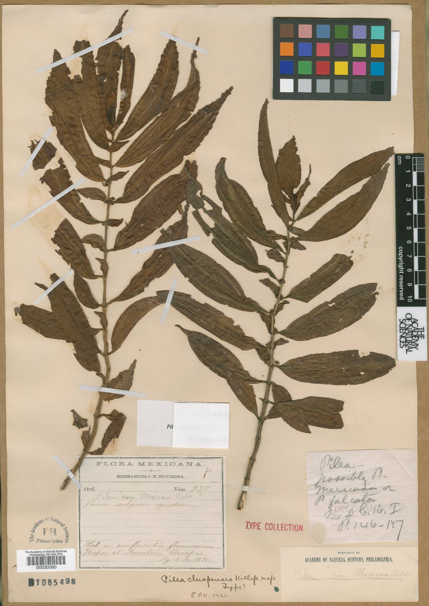 Pilea chiapensis image