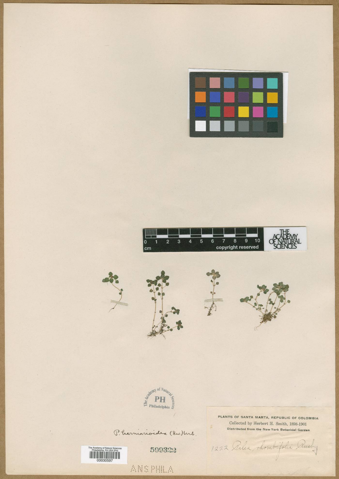 Pilea rhombifolia image