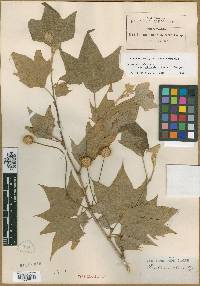 Platanus glabrata image