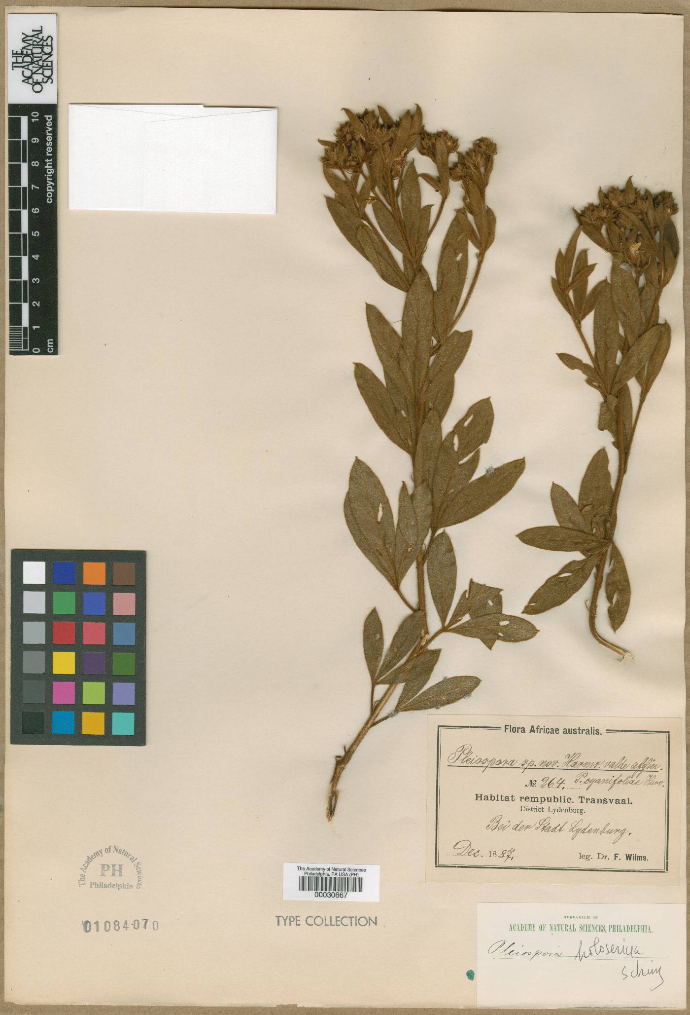 Pearsonia cajanifolia subsp. cryptantha image