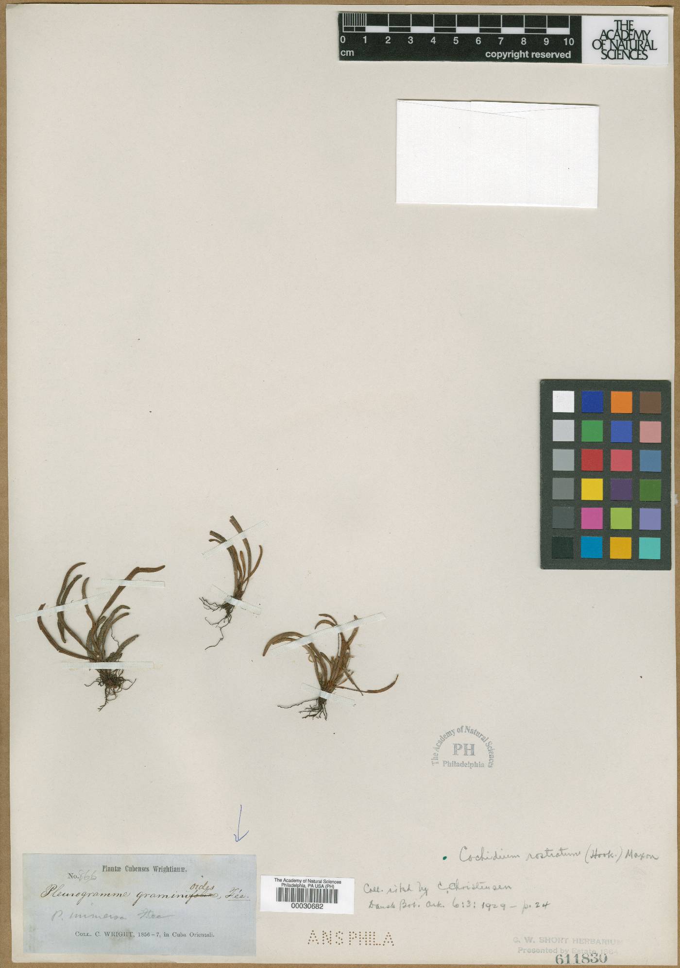 Cochlidium graminoides image