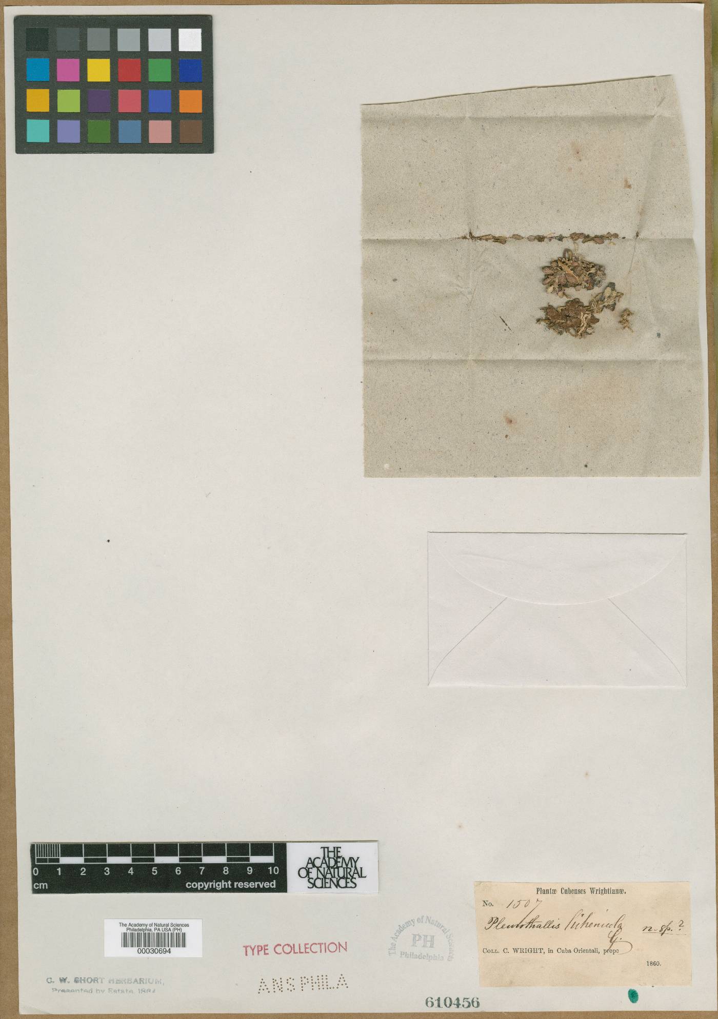 Specklinia lichenicola image