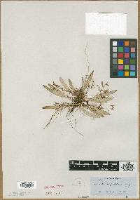 Acianthera prostrata image