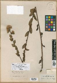 Pluchea foetida var. imbricata image