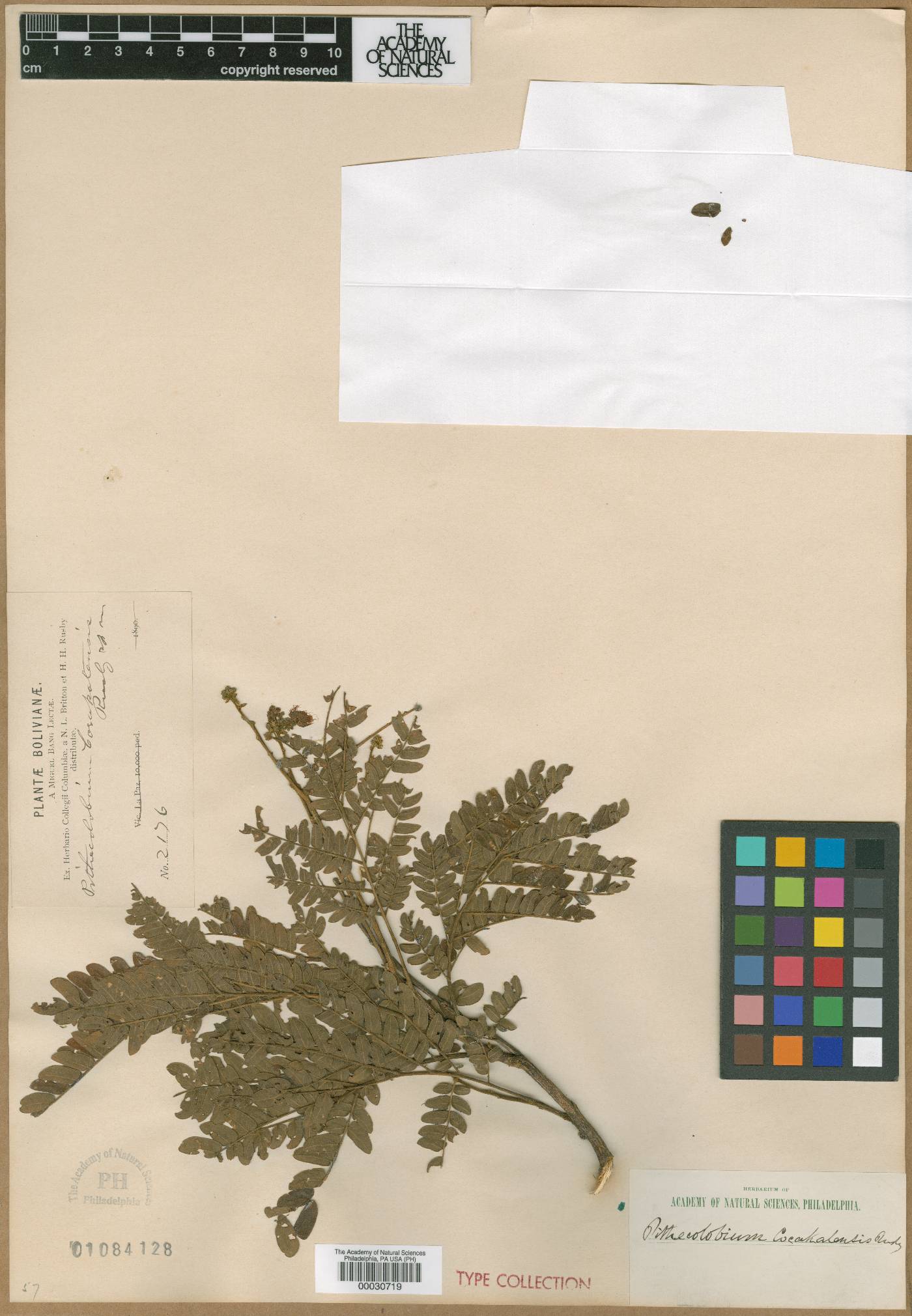 Albizia coripatensis image