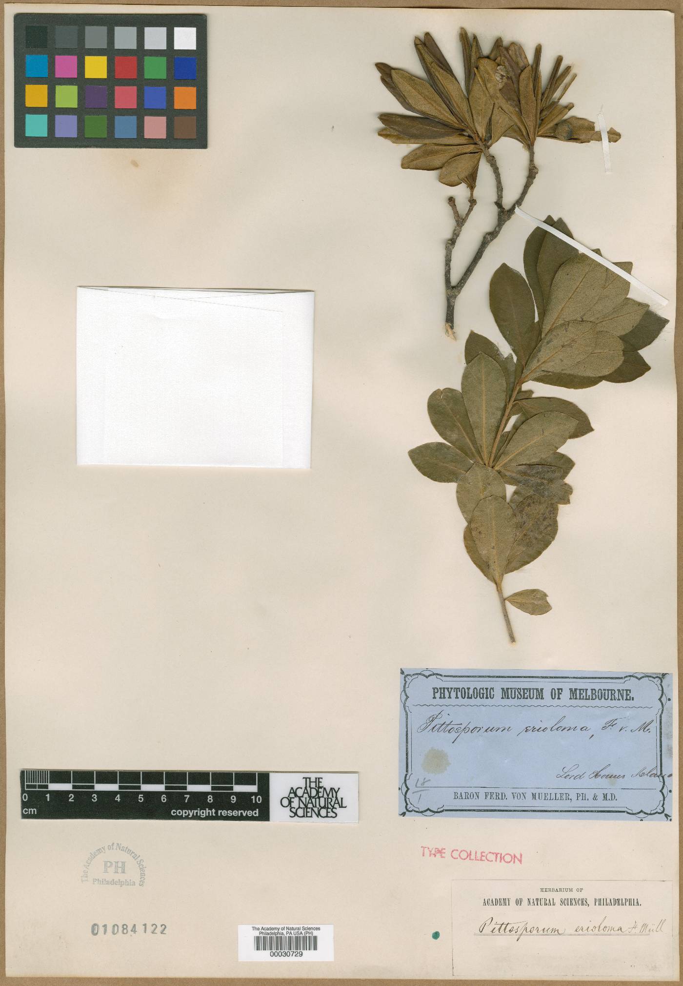 Pittosporum erioloma image