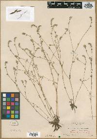 Image of Plagiobothrys austinae