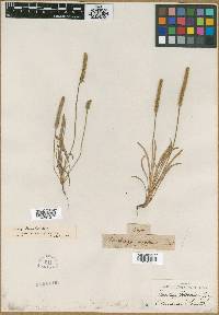 Plantago canescens image