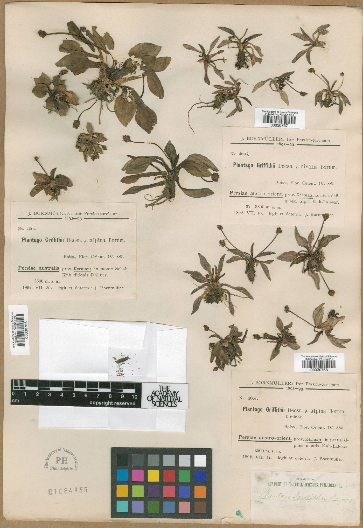 Plantago griffithii image
