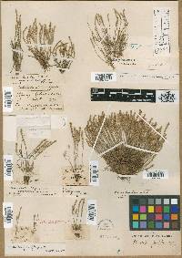 Plantago elongata image