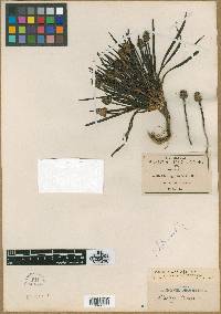 Plantago tolucensis image