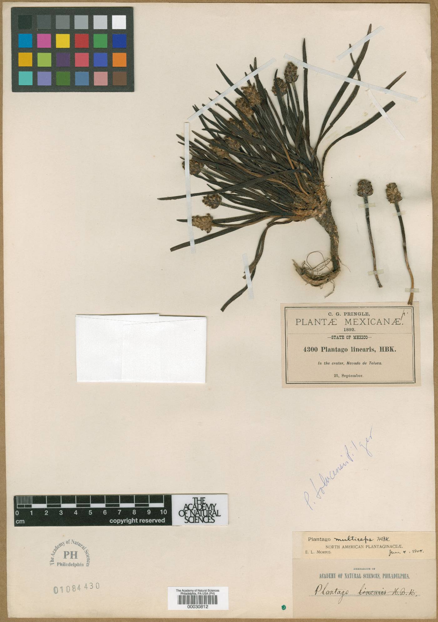 Plantago tolucensis image