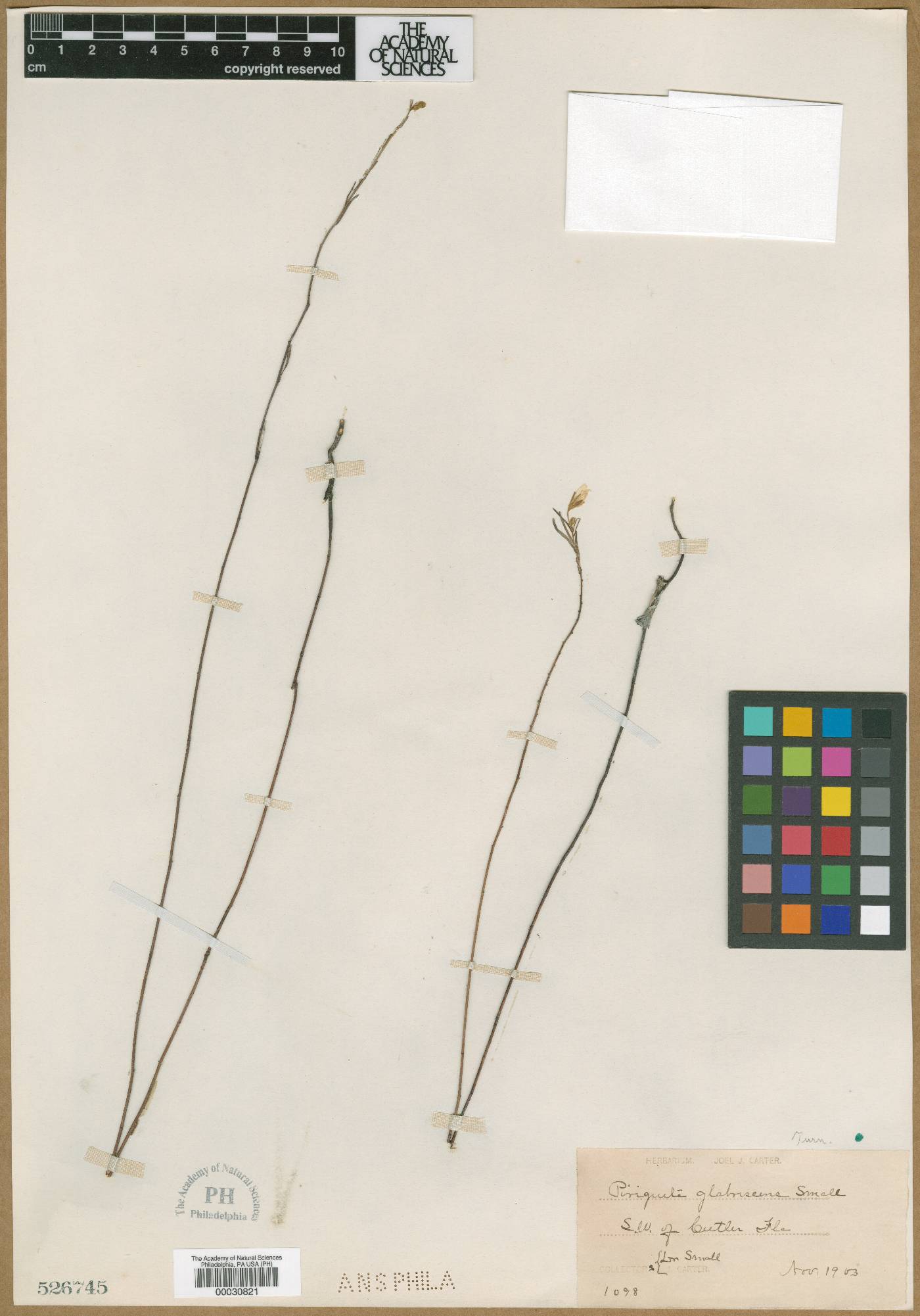 Piriqueta glabrescens image