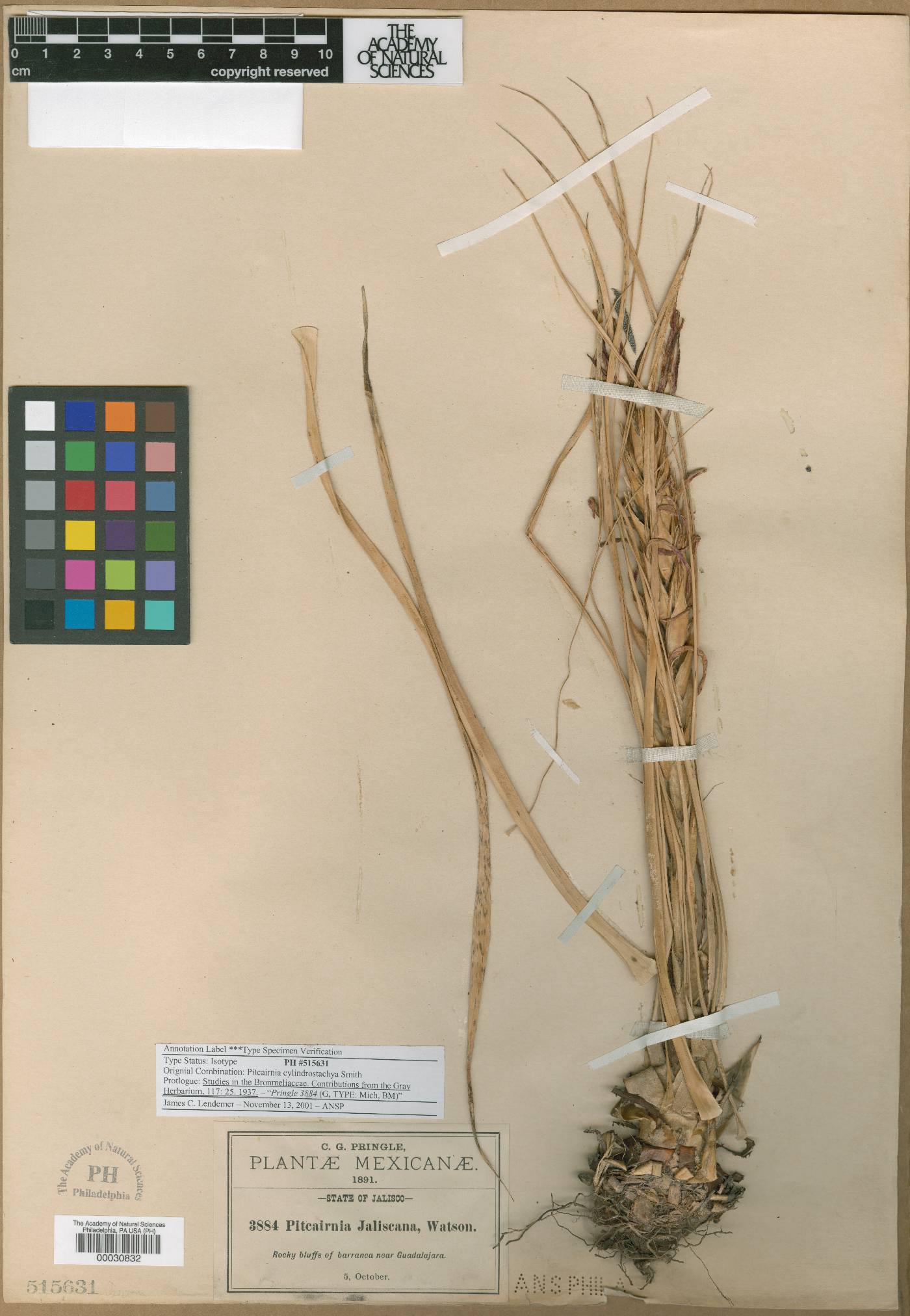 Pitcairnia cylindrostachya image