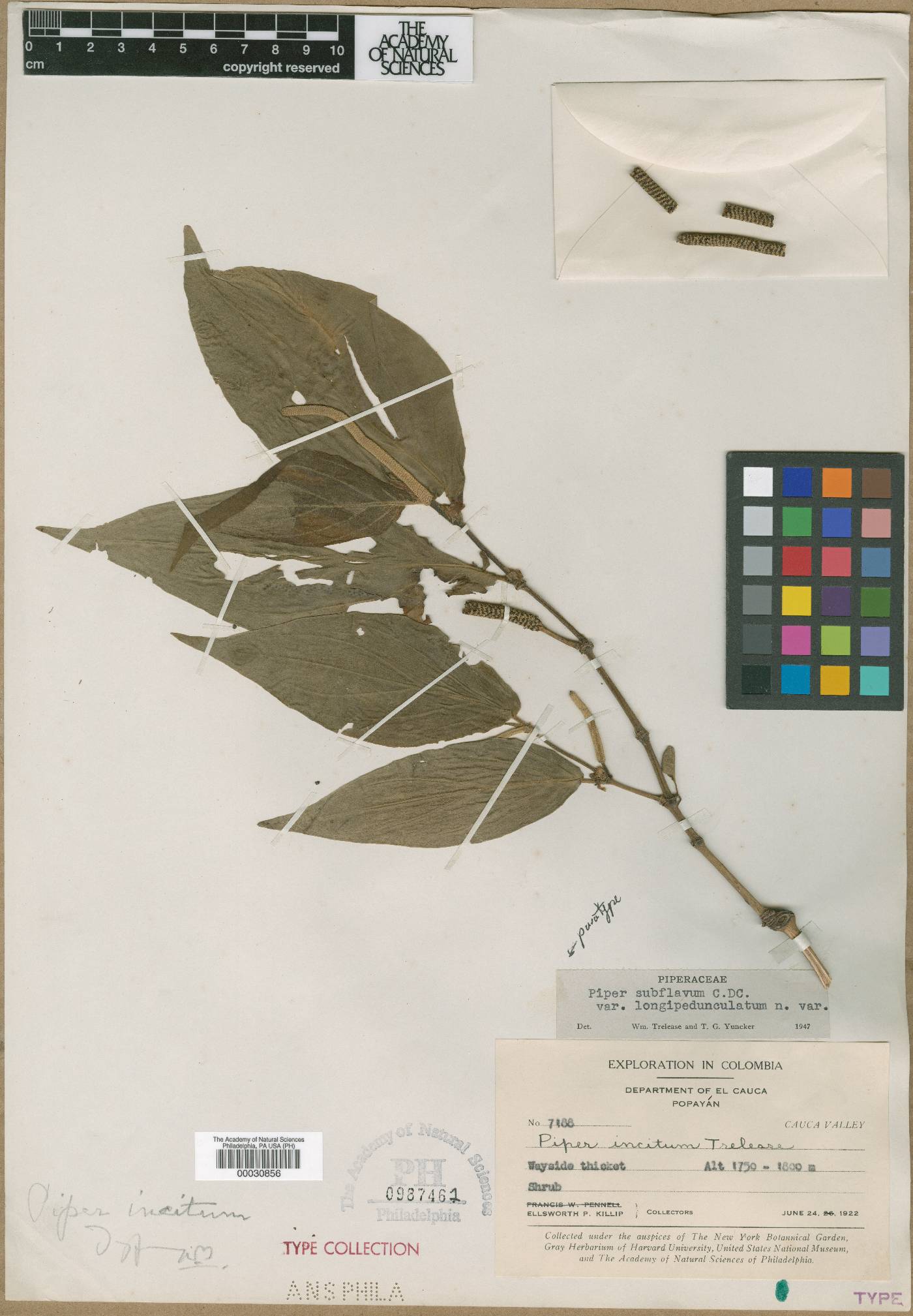 Piper subflavum var. longipedunculatum image