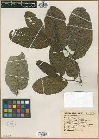 Piper obtusifolium image