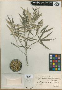 Piptocarpha angustifolia image