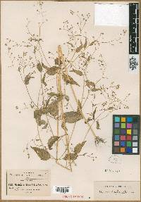 Piqueria laxiflora image