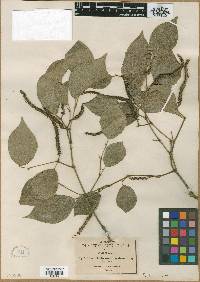 Piper jaliscanum image