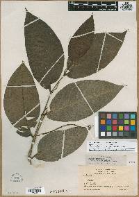 Piper arboreum var. hirtellum image