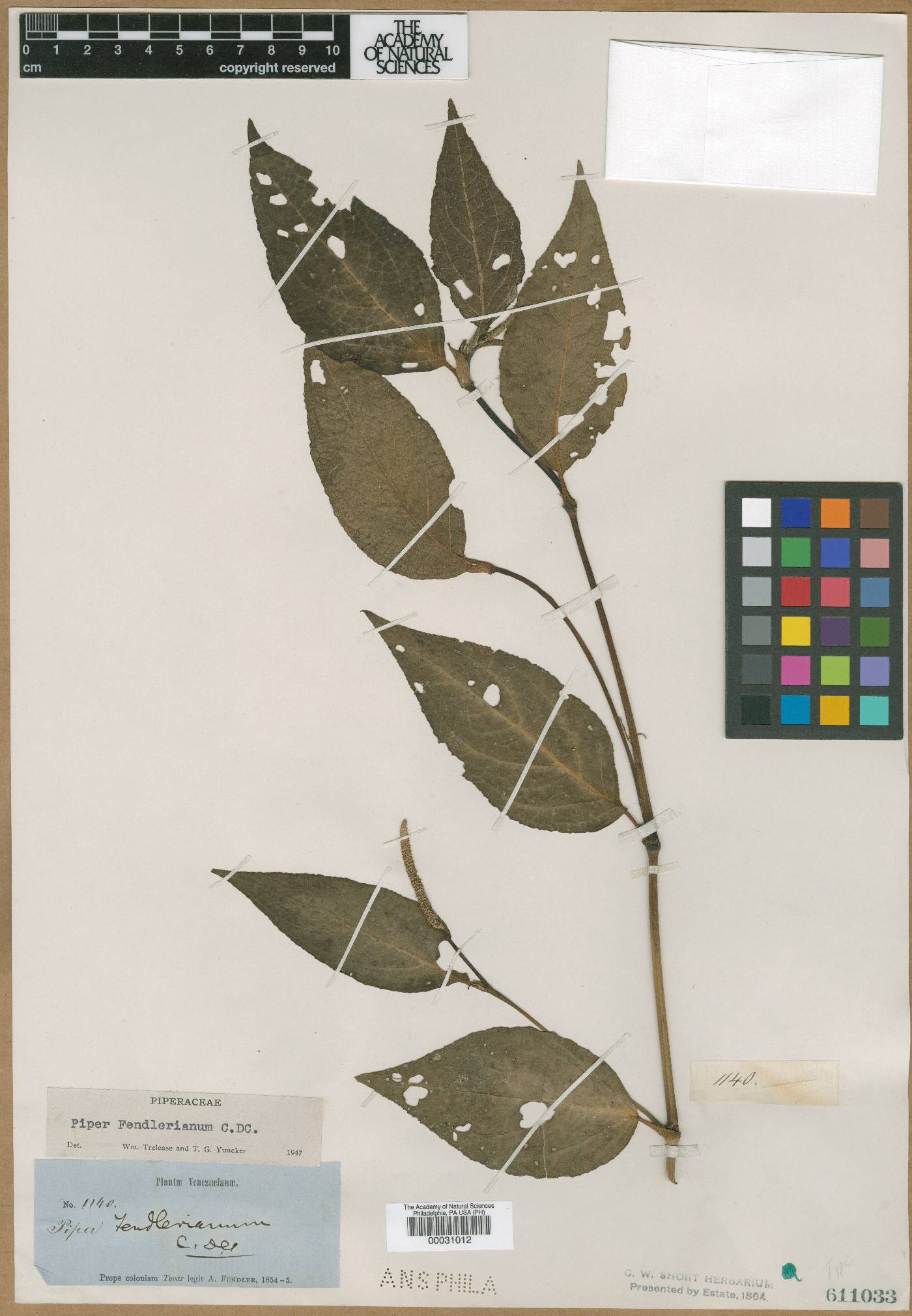 Piper prunifolium image