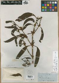 Image of Phoradendron longipetiolatum
