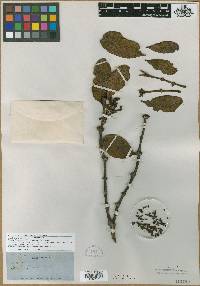 Image of Phoradendron rigidum