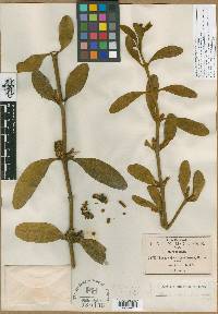 Phoradendron robinsonii image