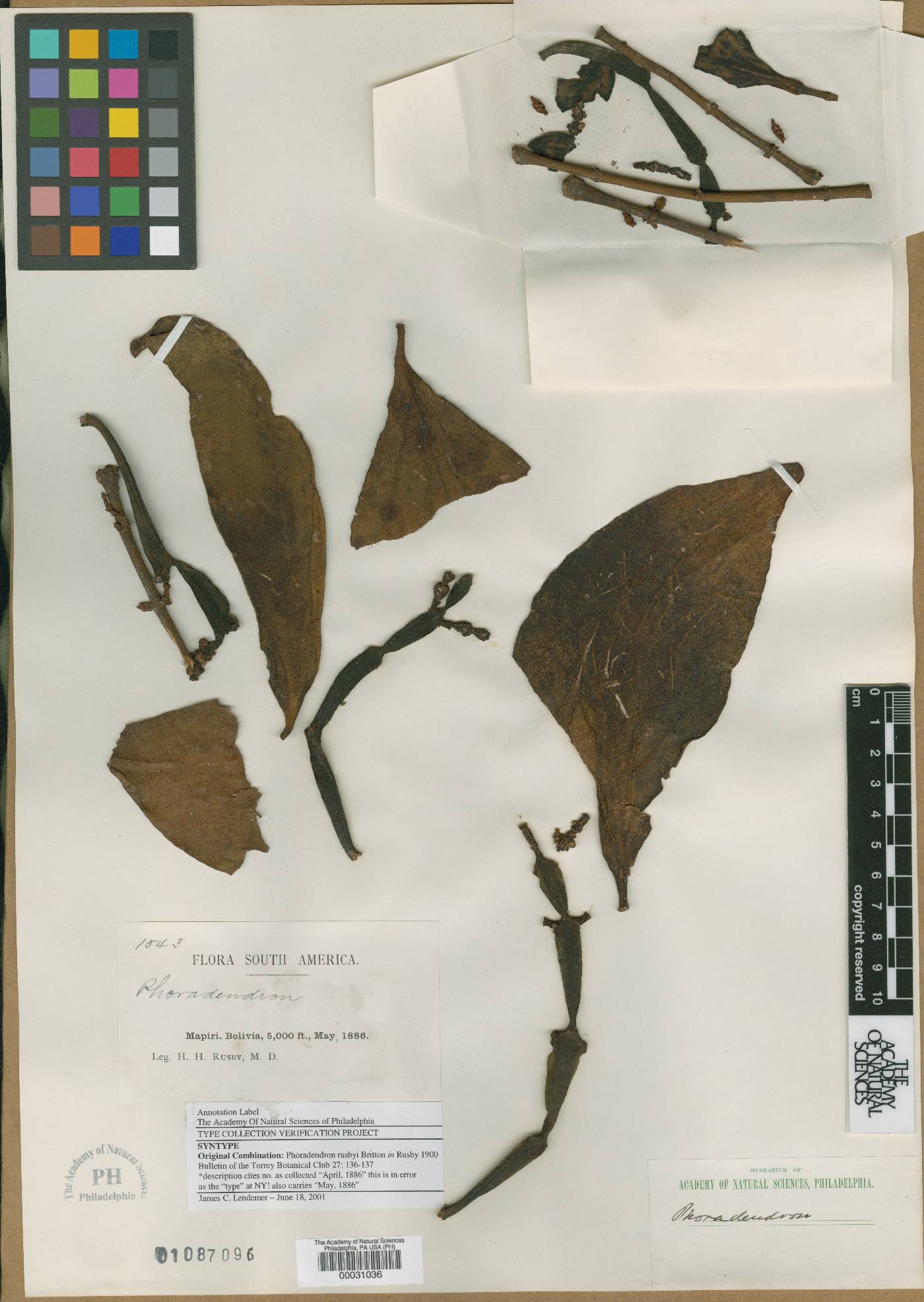 Phoradendron rusbyi image