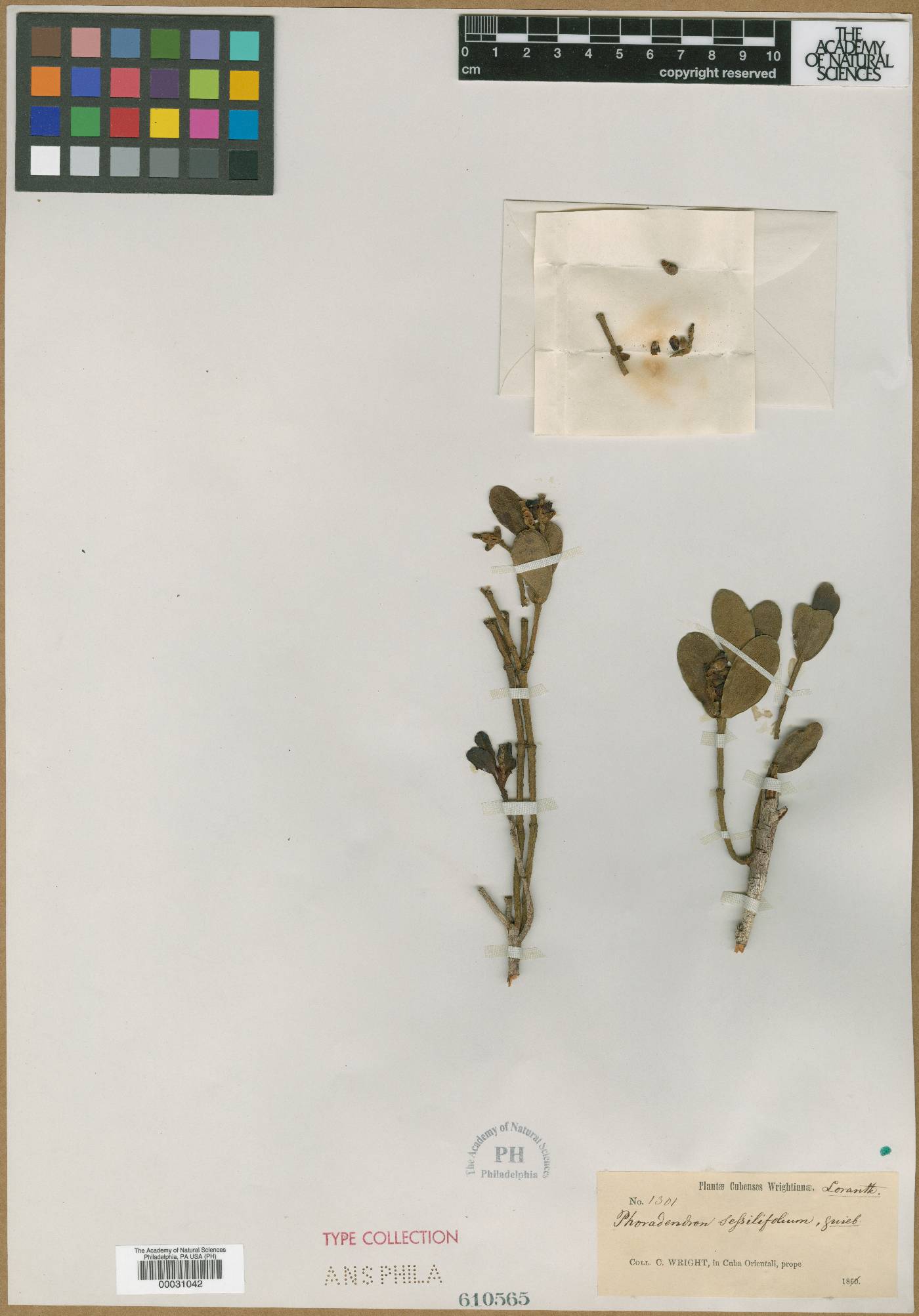 Dendrophthora sessilifolia image