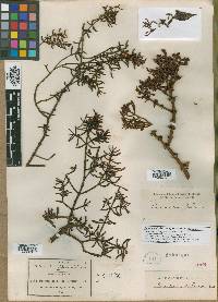 Phoradendron tequilense image