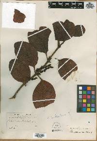 Image of Phoradendron brittonianum