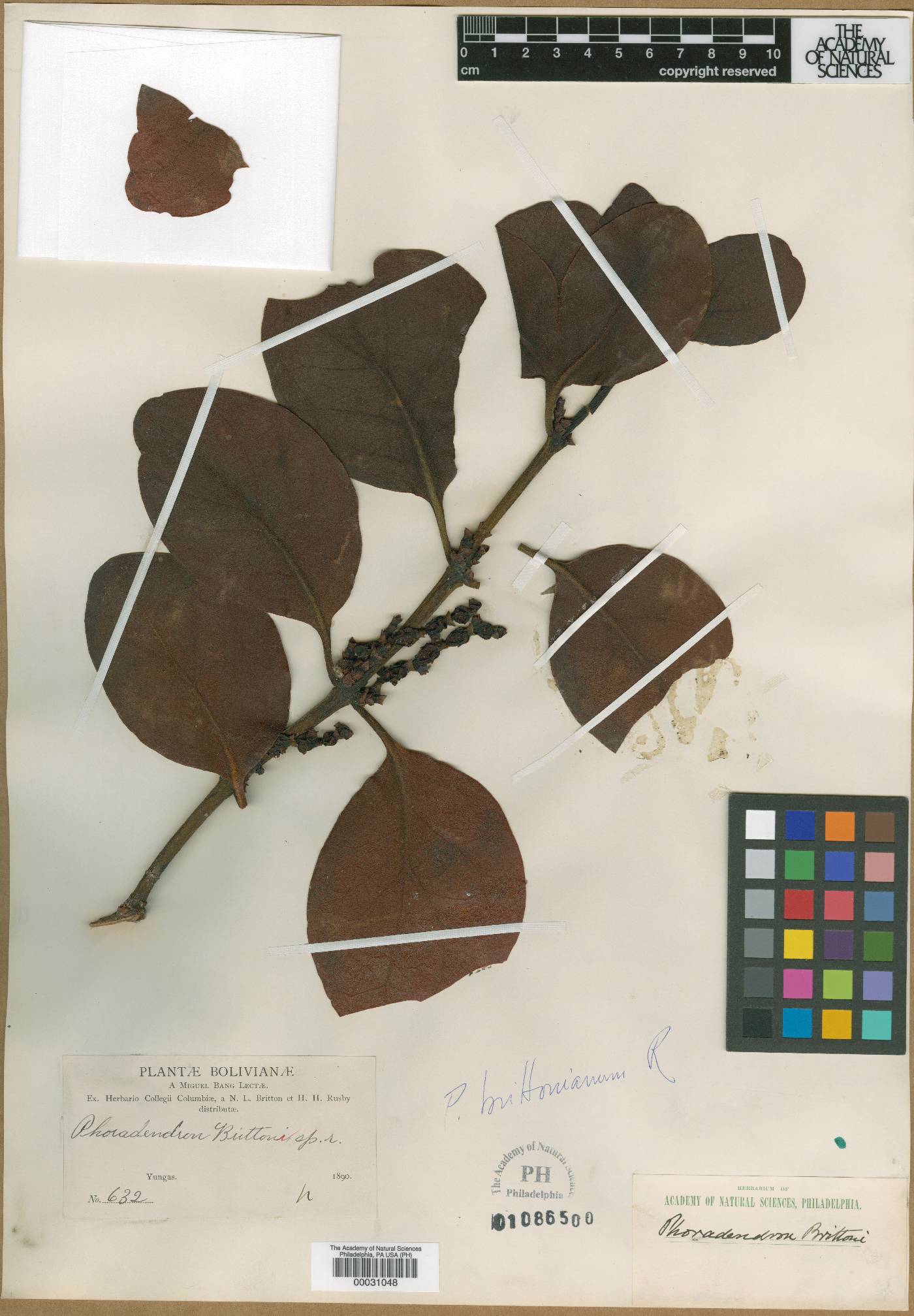 Phoradendron brittonianum image