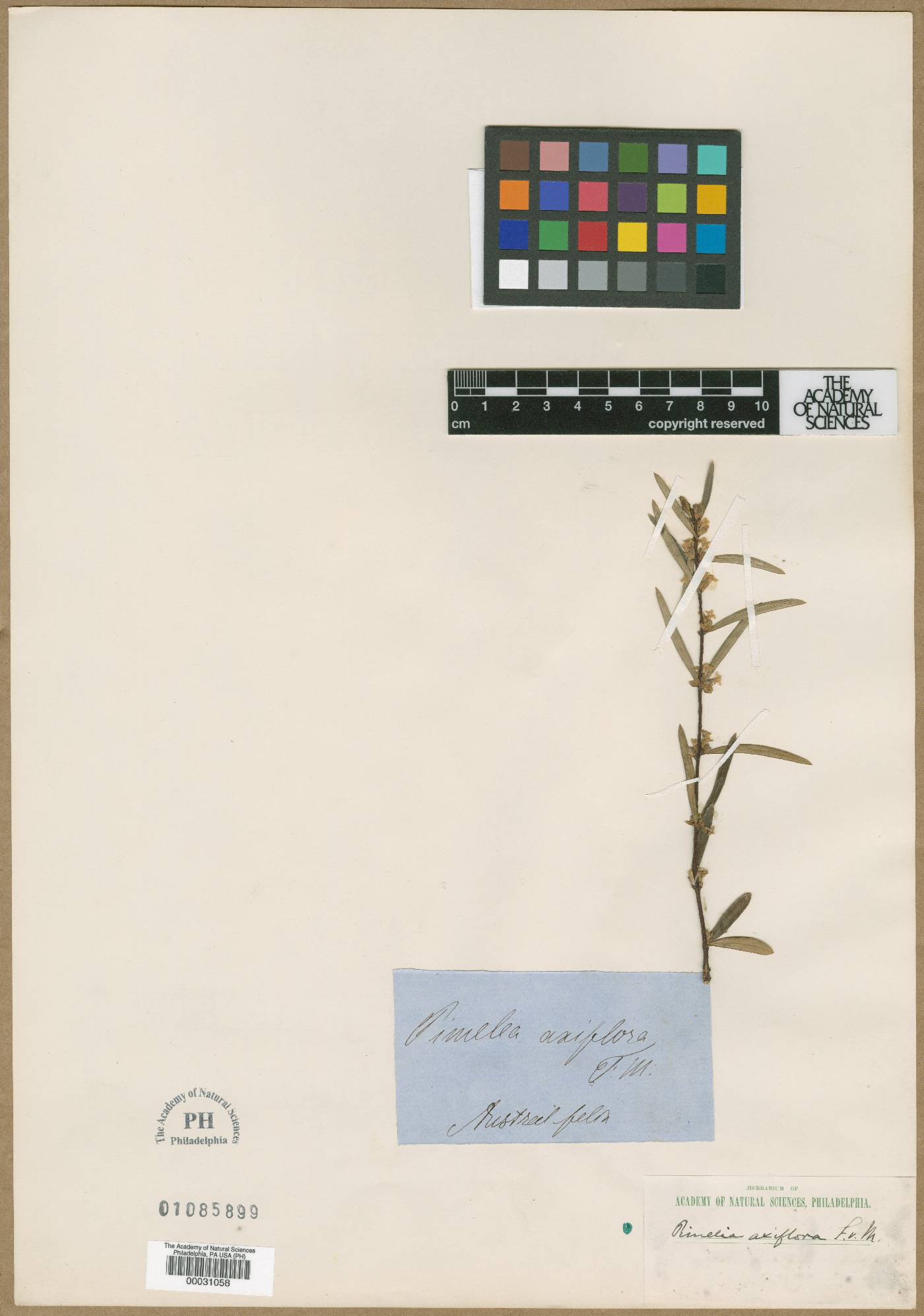 Pimelea axiflora image