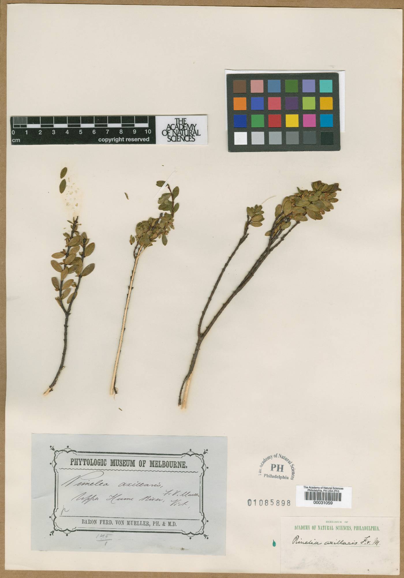 Pimelea tomentosa image