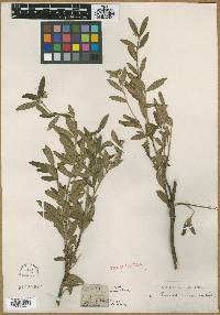 Pimelea drupacea image