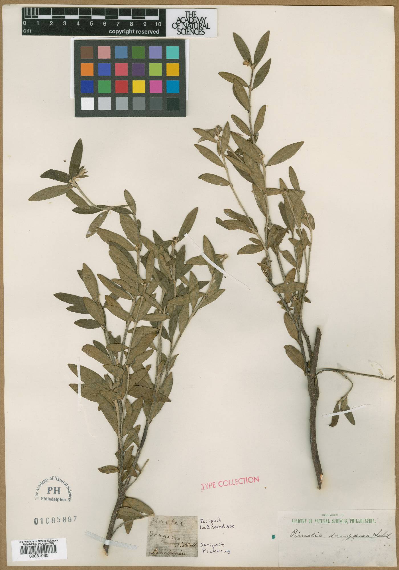 Pimelea drupacea image