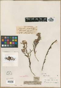 Pimelea linifolia image