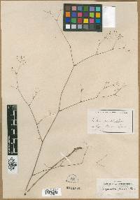 Pimpinella gracilis image