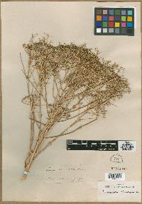 Image of Pimpinella oliverioides