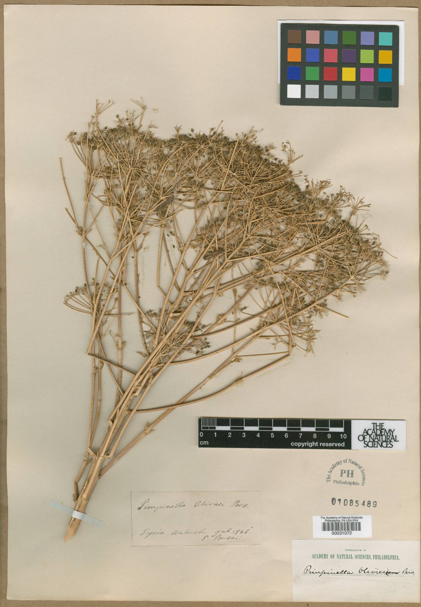 Pimpinella oliverioides image