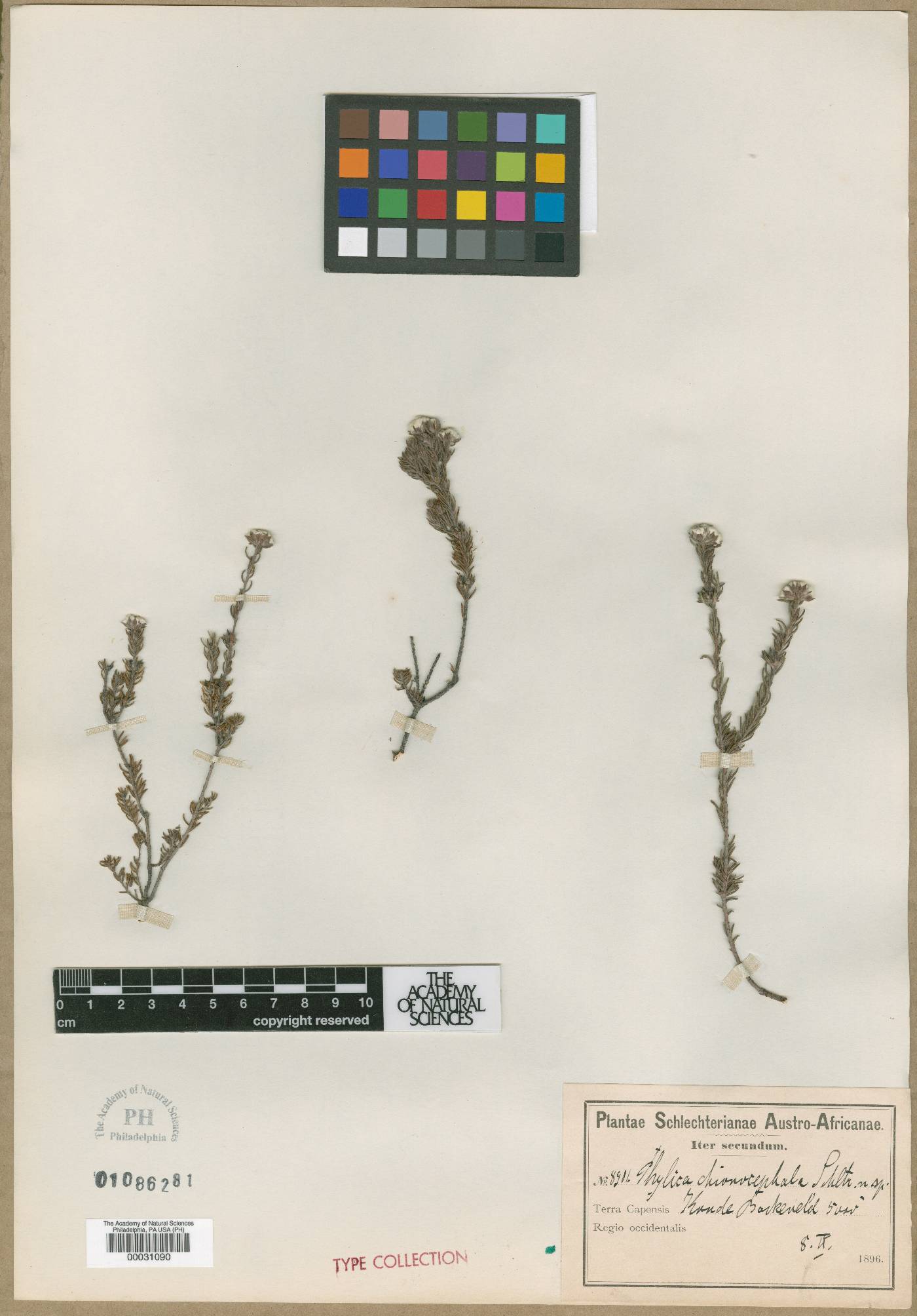 Phylica chionocephala image